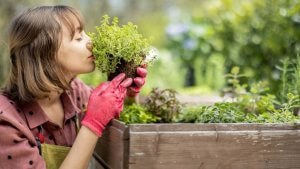 cultivar um jardim medicinal