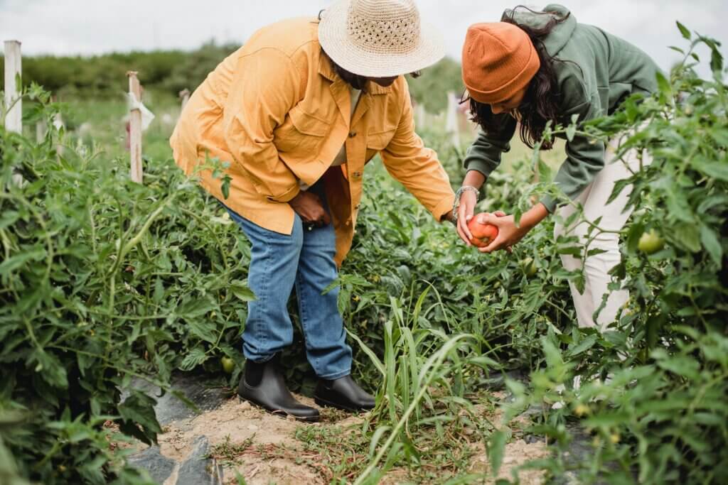 Mulher colhendo alimento em um horta