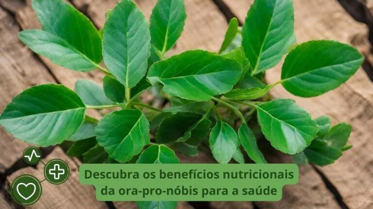 Conheça Os 10 Benefícios Nutricionais Da Ora Pro Nóbis Para A Saúde Conheça Os 10 Benefícios Nutricionais Da Ora Pro Nóbis Para A Saúde